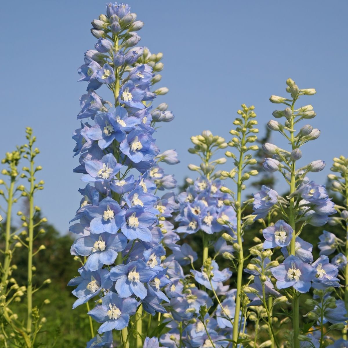 Delphinium- Clivedon Beauty